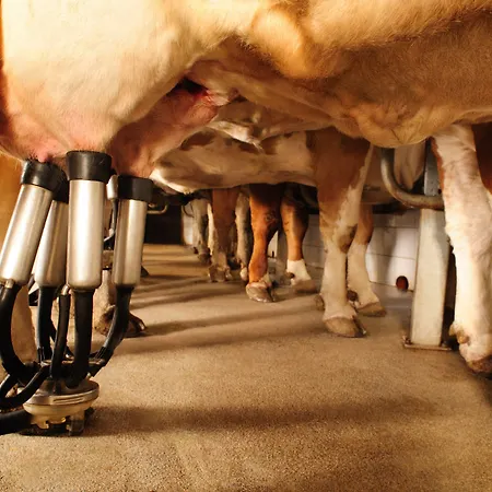 منزل ريفي Dafne *