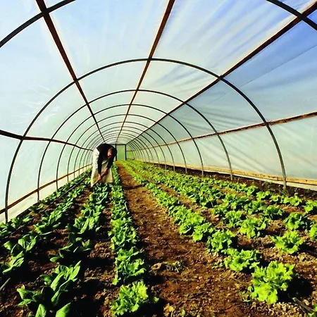 Dafne בית כפרי אליה